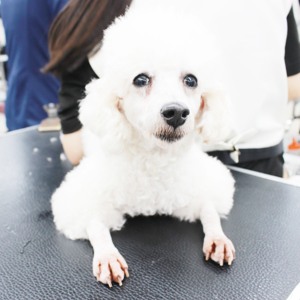 卒業犬たちが来てくれました♪